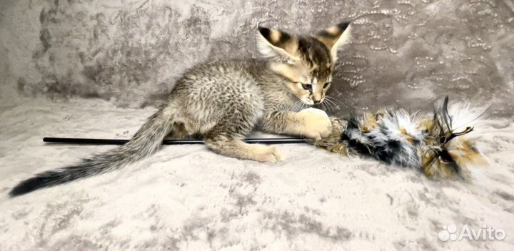 Savannah F1 / Саванна Ф1