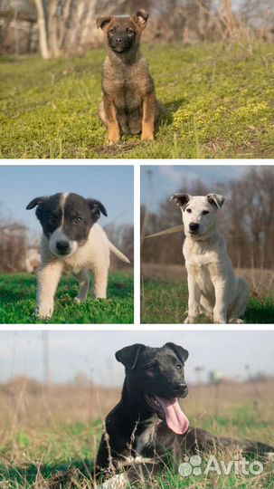 Малыши карандаши 5 мес в добрую семью