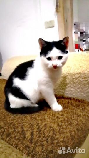 Котёнок мальчик в добрые руки