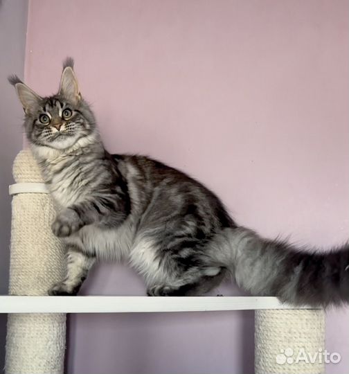 Мейн Кун девочка