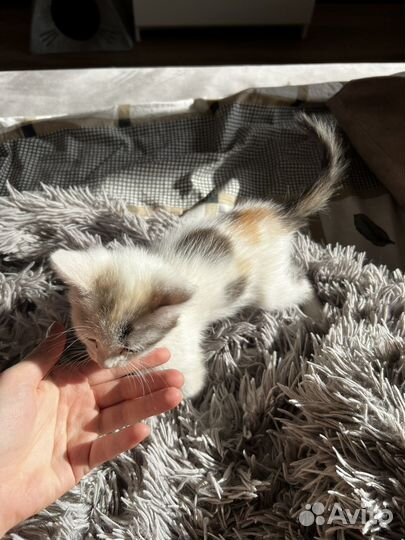 Трехцветный котенок