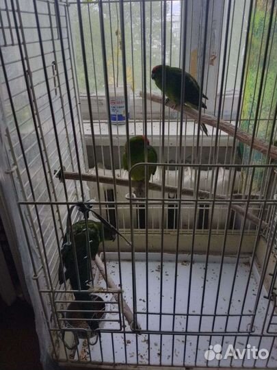 Попугаи какарики