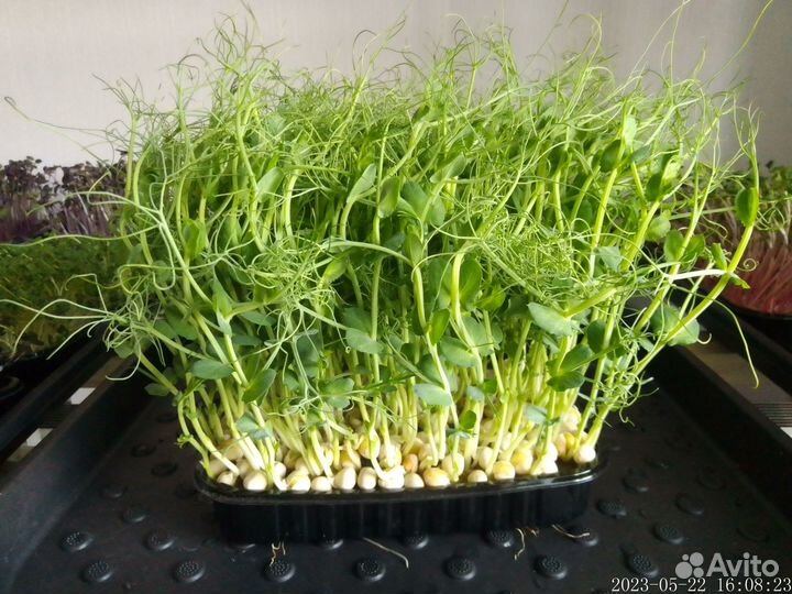 Микрозелень горох