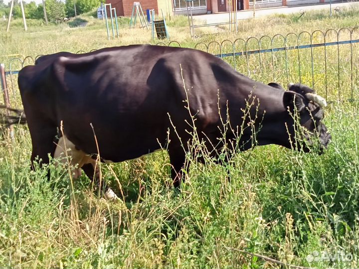 Корова телка