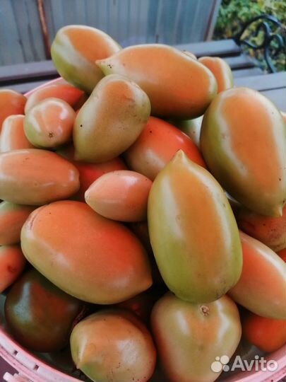 Томаты свежие, зеленые