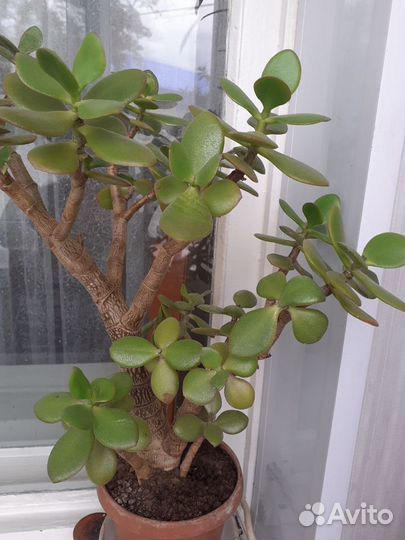 Комнатные цветы