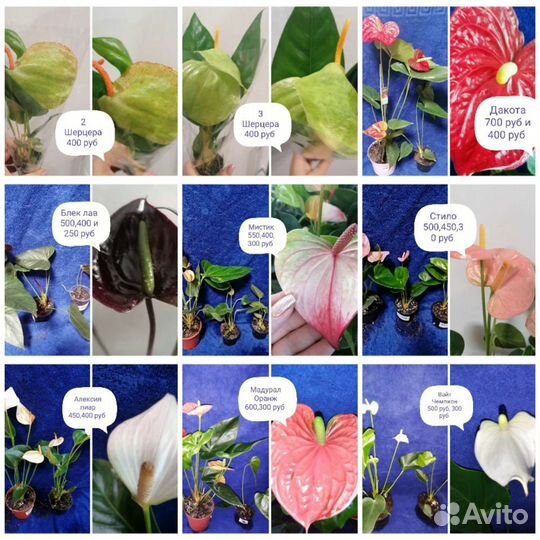 Антуриумы и детки