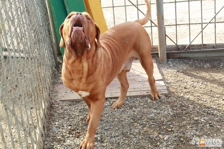 Зоогостиница