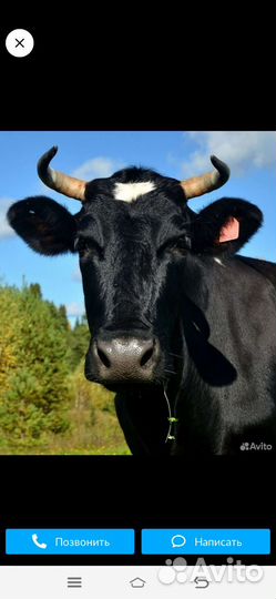 Корова пёстрая