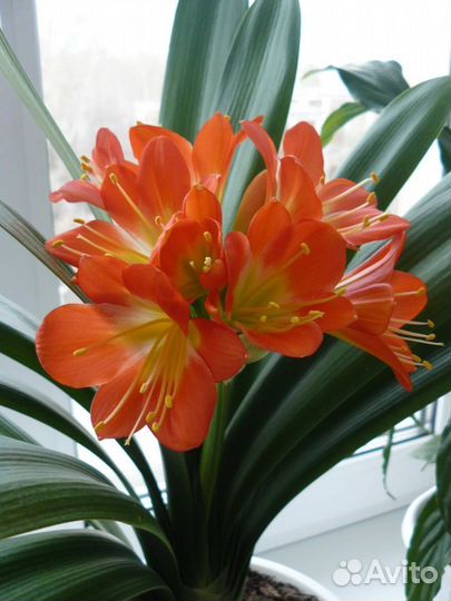 Комнатные цветы