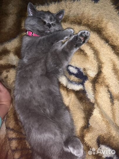 Кошки в добрые руки бесплатно