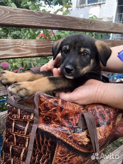 Малыш в дар