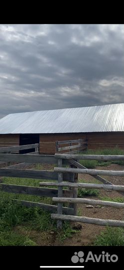 Заготовитель крс и лошадей