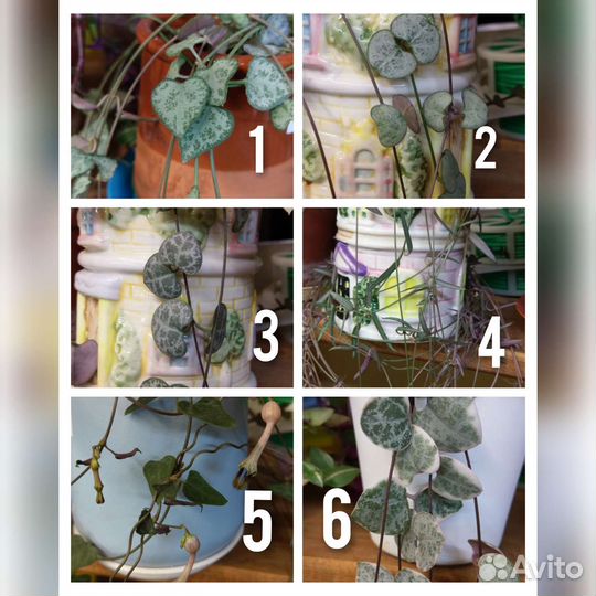 Циперус, церопегия