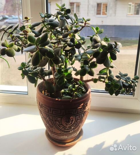 Толстянка (денежное дерево)