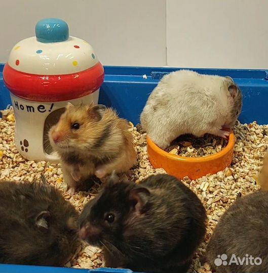 Ангорские и Сирийские хомячки
