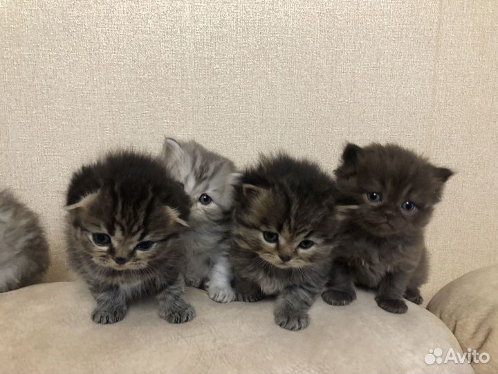 Шотландские котята
