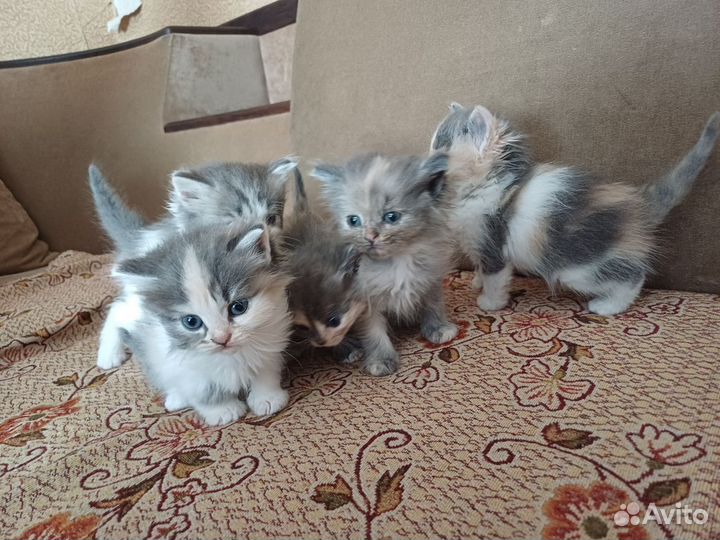 Котята в добрые руки