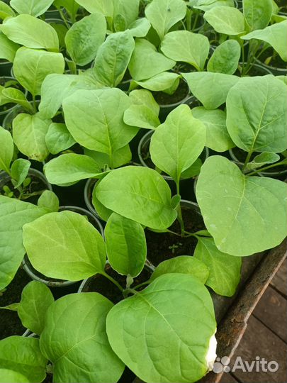 Рассада овощей