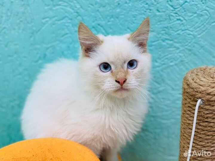 Котик 4,5 мес