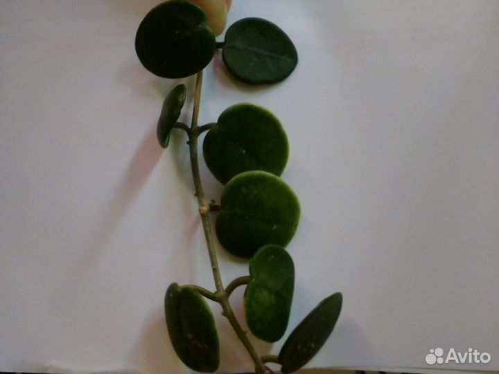 Хойи, дисхидия, эсхинантусы