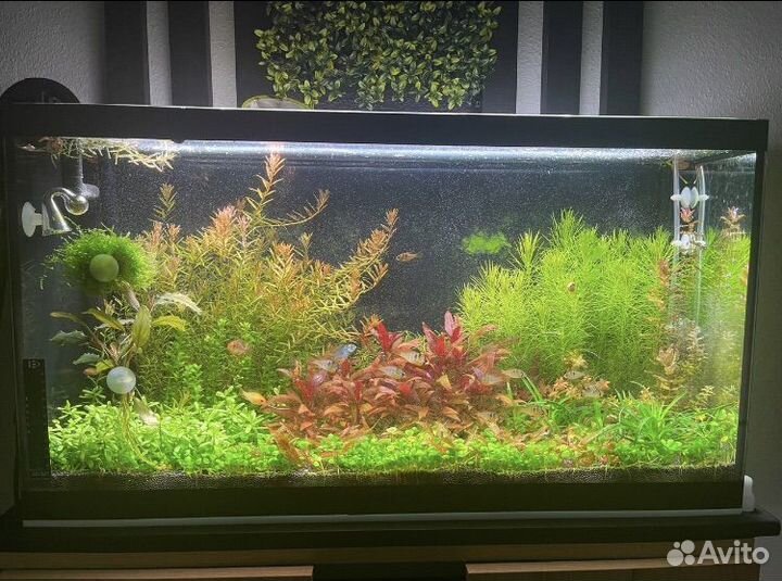 Обслуживание аквариумов