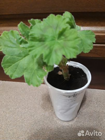 Пеларгония сортовая,герань