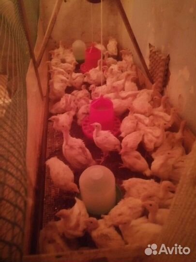 Индюшата супер-тяжёлый крос суточные и подрощенные