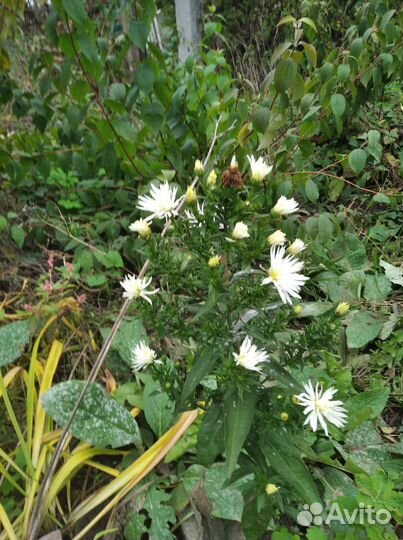 Хризантема астра многолетки