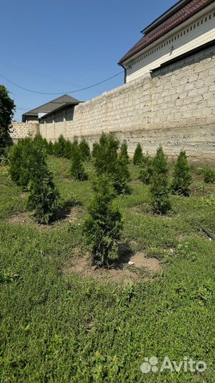 Туя смарагд