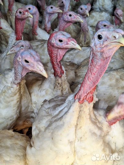 Индюки 3 месяца