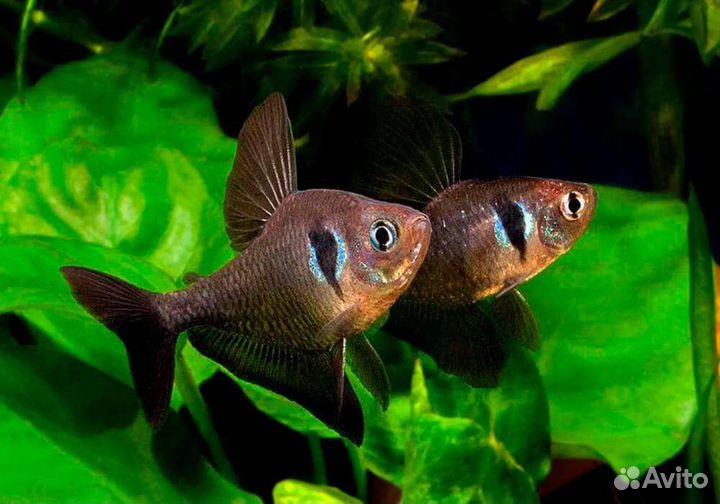 Аквариумные рыбки