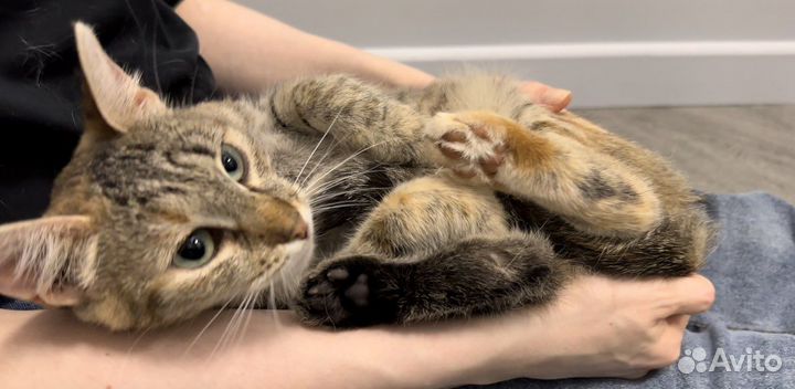 Кошка-компаньон в добрые руки