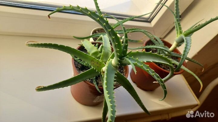 Алоэ древовидное лечебное