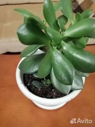 Толстянка(денежное дерево)