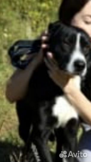 Беда.собака в дар в добрые руки