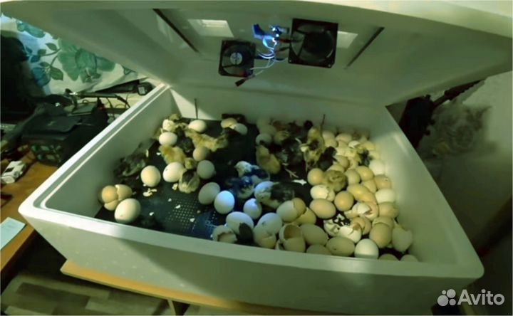 Автоматический инкубатор