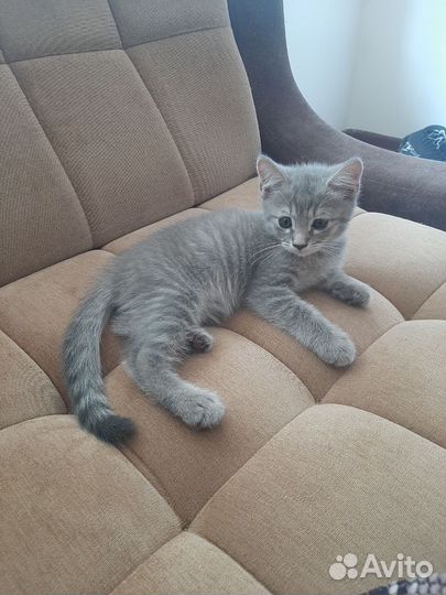 Шотландский