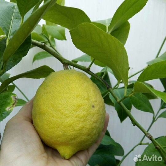 Павловский лимон