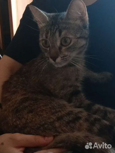 Отдам кошку в добрые руки
