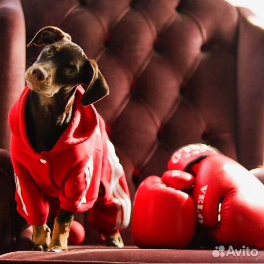 Щенок девочка в добрые руки