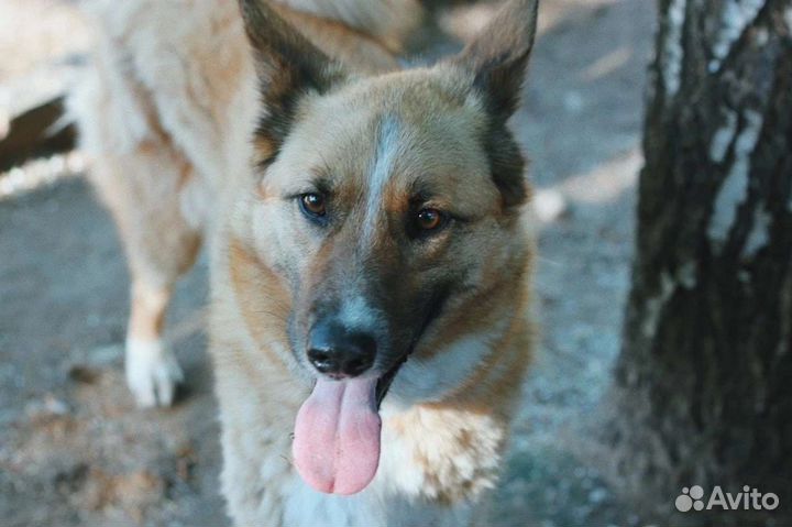 Собака Лесси