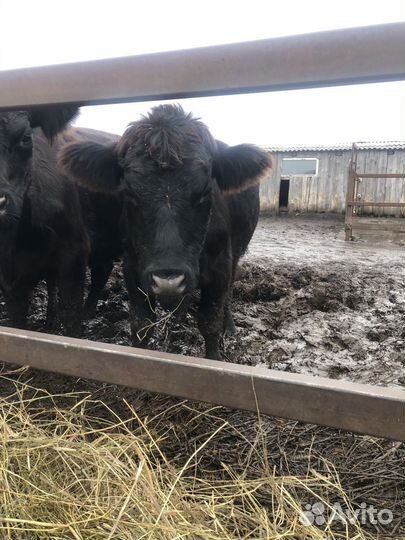 Быки абердин ангус