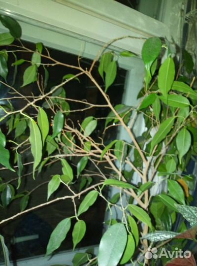 Фикус беджамина и каучуконосный