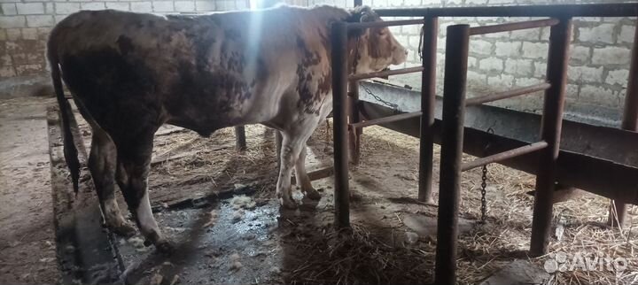 Бычки герефорд