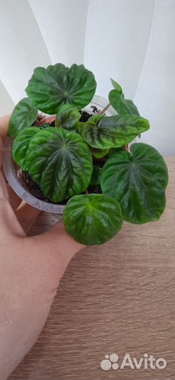 Пеперомия Лилиан