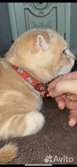 Вислоухий котик