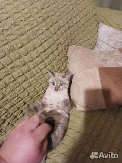 Котенок мальчик бесплатно