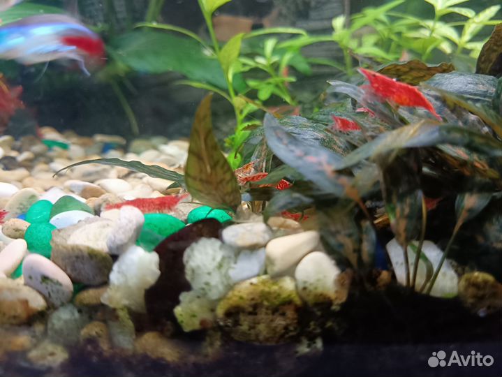 Креветки вишня