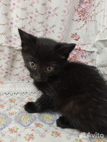 Котенок 2 месяца девочка